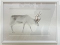 George-Wheelhouse-Reindeer-on-White-