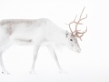 Reindeer on White