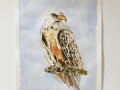 Sue-Hardy-Eagle-